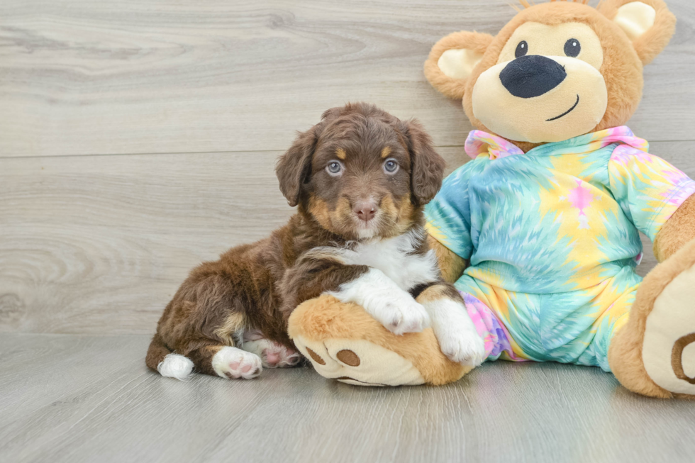 Friendly Mini Aussiedoodle Baby