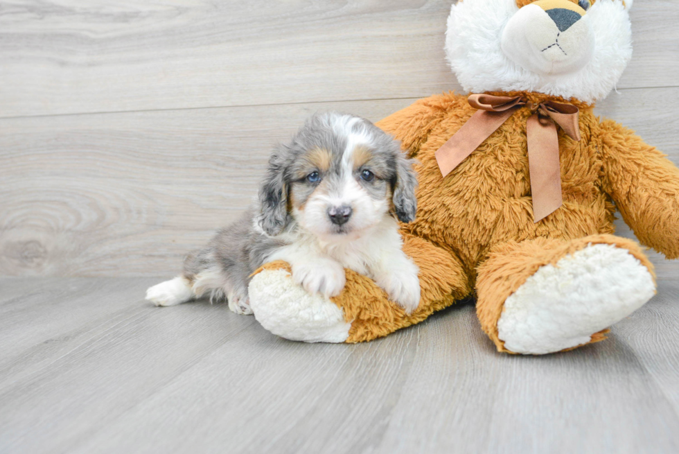 Energetic Aussiepoo Poodle Mix Puppy
