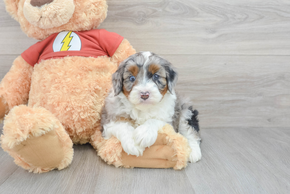 Mini Aussiedoodle Pup Being Cute