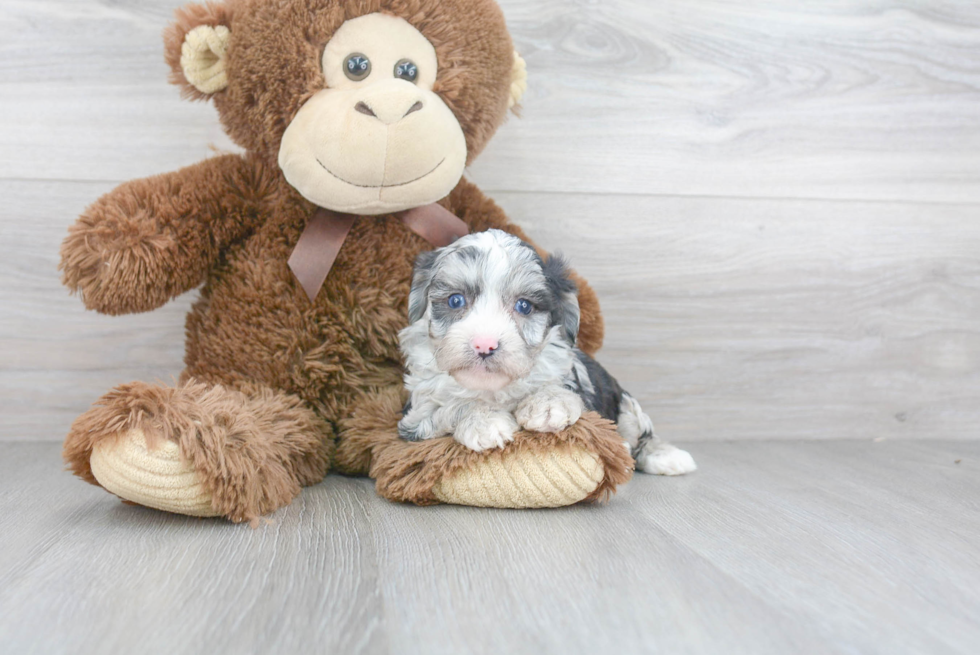 Popular Mini Aussiedoodle Poodle Mix Pup