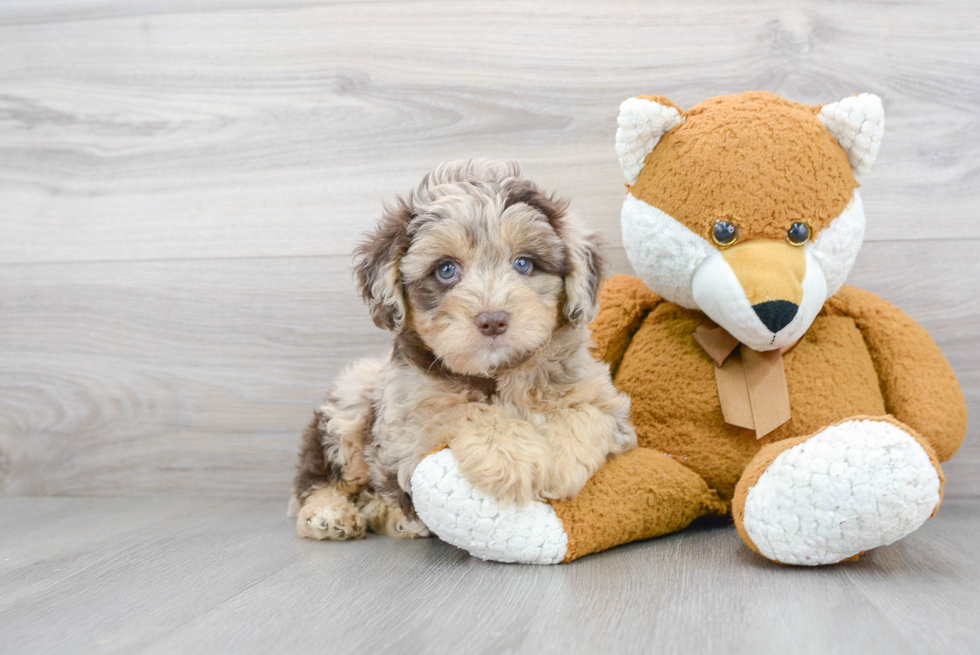 Small Mini Aussiedoodle Baby