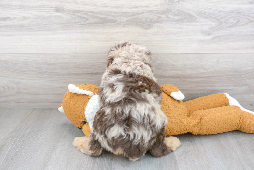 Mini Aussiedoodle Pup Being Cute