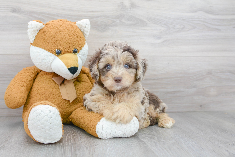 Mini Aussiedoodle Puppy for Adoption