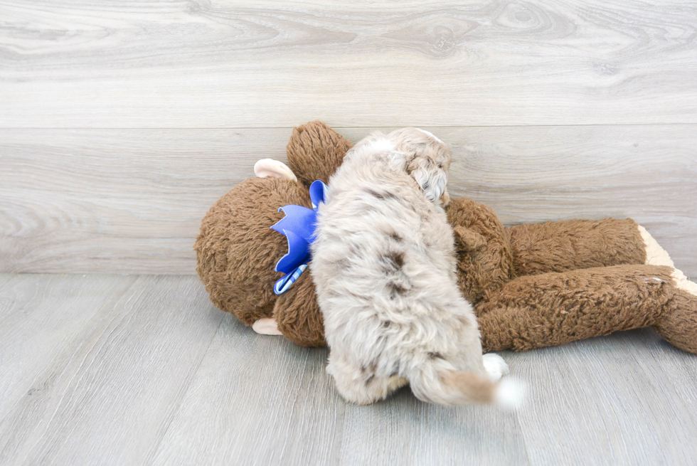 Mini Aussiedoodle Pup Being Cute