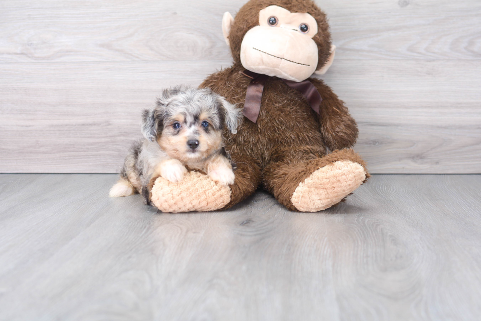 Cute Mini Aussiedoodle Baby