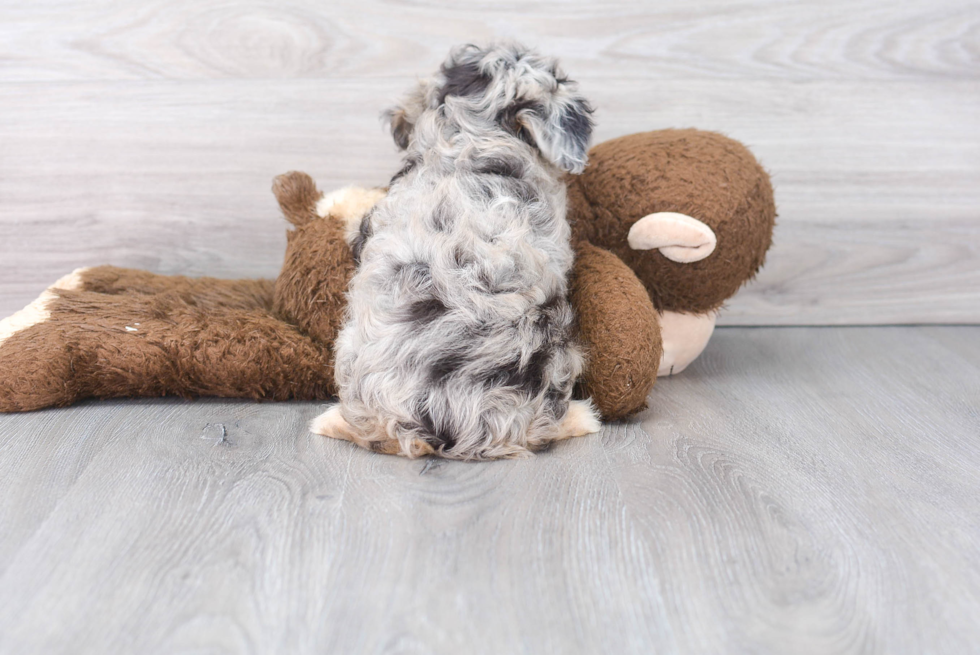 Mini Aussiedoodle Pup Being Cute