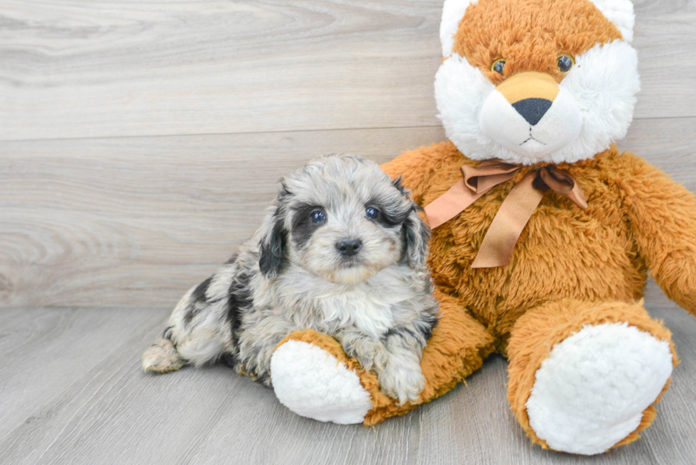 Popular Mini Aussiedoodle Poodle Mix Pup