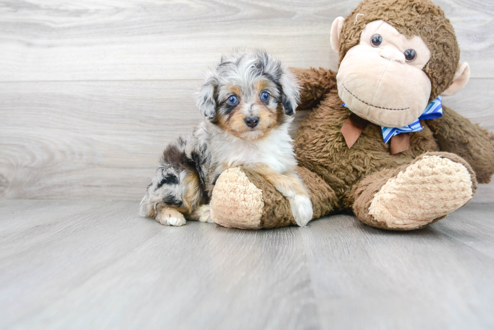 Mini Aussiedoodle Puppy for Adoption
