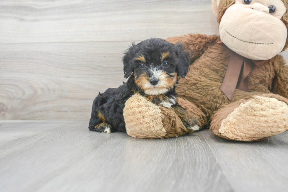 Happy Mini Aussiedoodle Baby