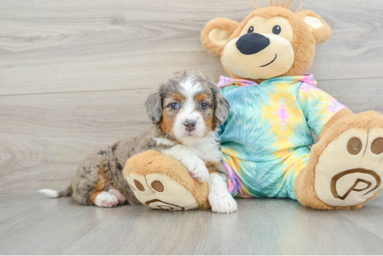 Popular Mini Aussiedoodle Poodle Mix Pup