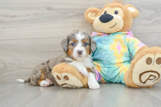 Popular Mini Aussiedoodle Poodle Mix Pup