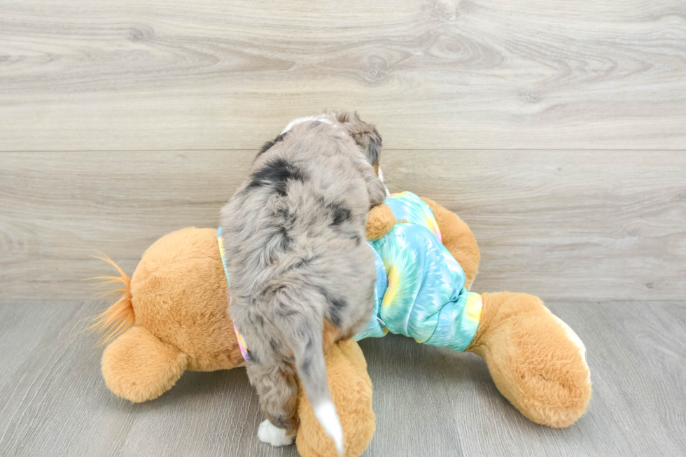 Fluffy Mini Aussiedoodle Poodle Mix Pup