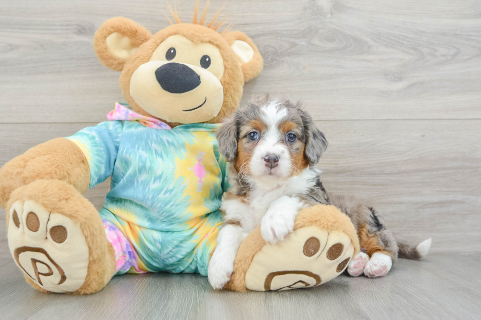 Cute Mini Aussiedoodle Baby