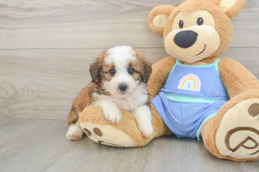 Best Mini Aussiedoodle Baby