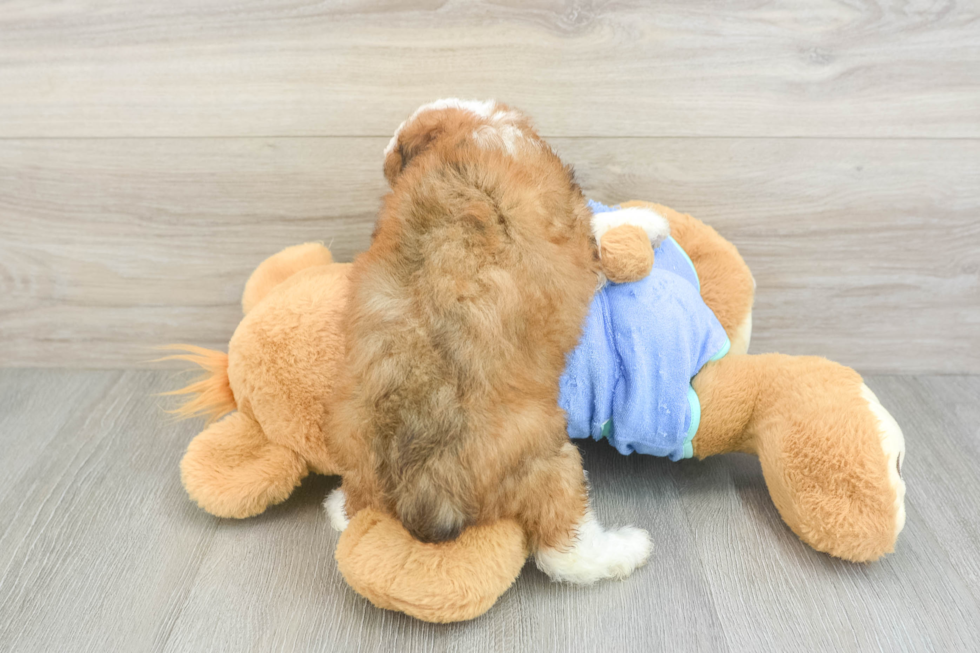 Sweet Mini Aussiedoodle Baby