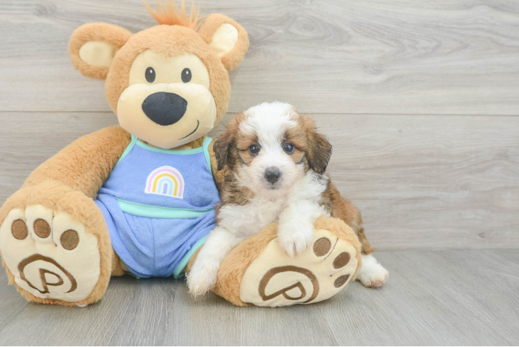 Playful Mini Aussiepoodle Poodle Mix Puppy