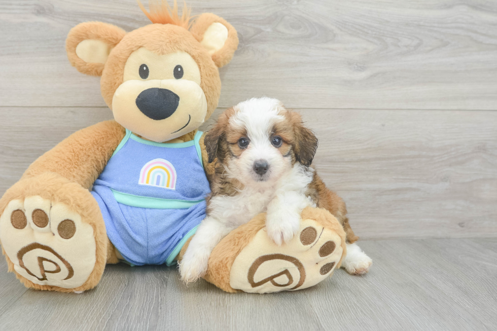 Playful Mini Aussiepoodle Poodle Mix Puppy