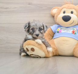 7 week old Mini Aussiedoodle Puppy For Sale - Premier Pups