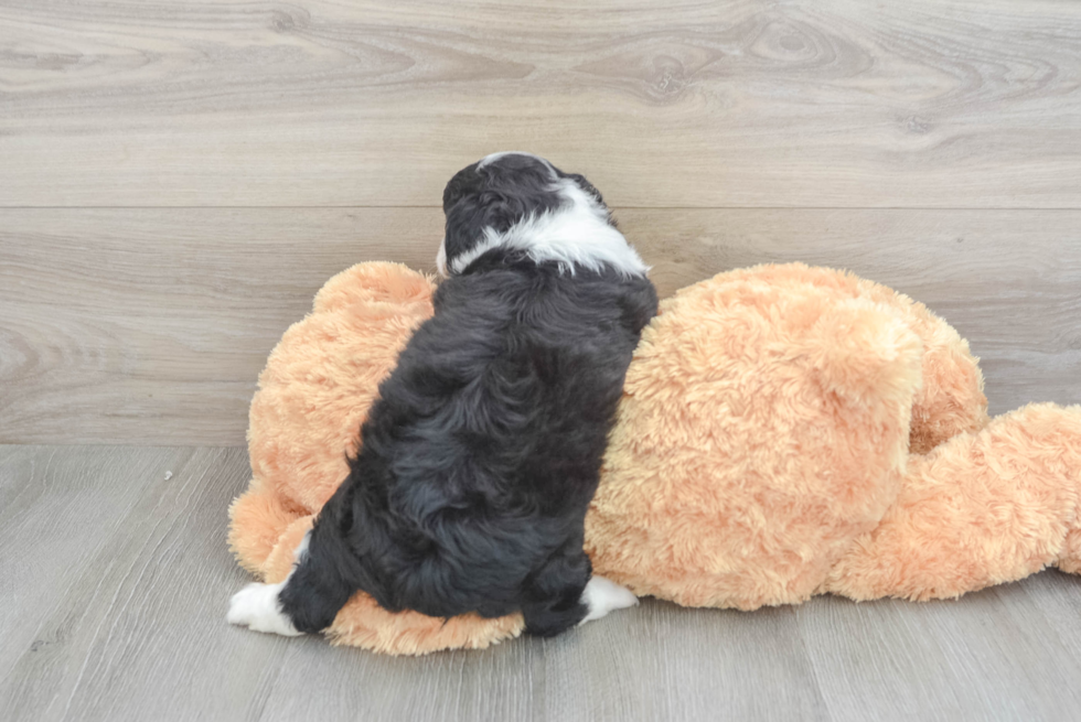 Funny Mini Aussiedoodle Poodle Mix Pup