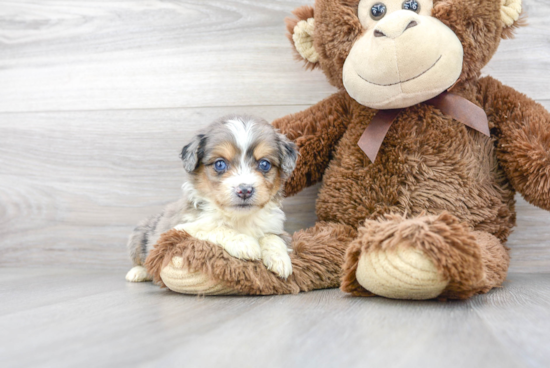 Happy Mini Aussiedoodle Baby