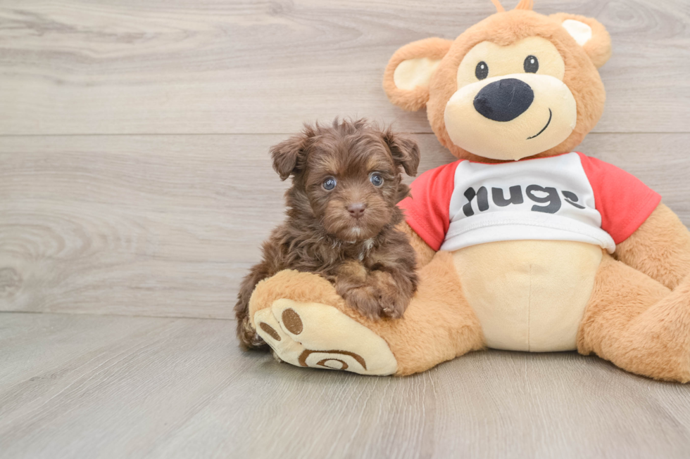 Energetic Aussie Poo Poodle Mix Puppy