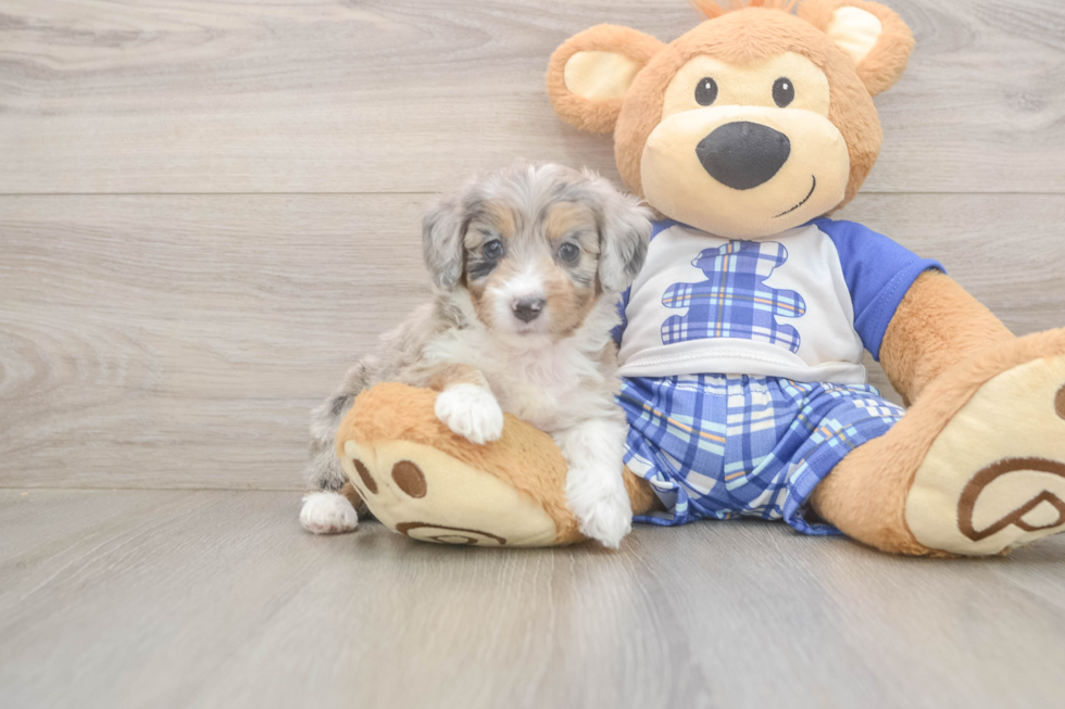 Mini Aussiedoodle Puppy for Adoption