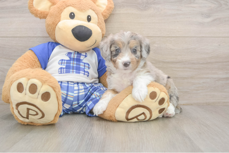 Mini Aussiedoodle Puppy for Adoption