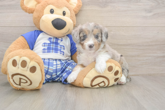 Mini Aussiedoodle Puppy for Adoption