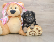 7 week old Mini Aussiedoodle Puppy For Sale - Premier Pups