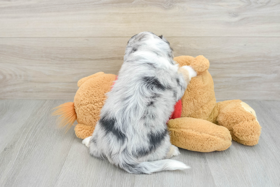 Best Mini Aussiedoodle Baby