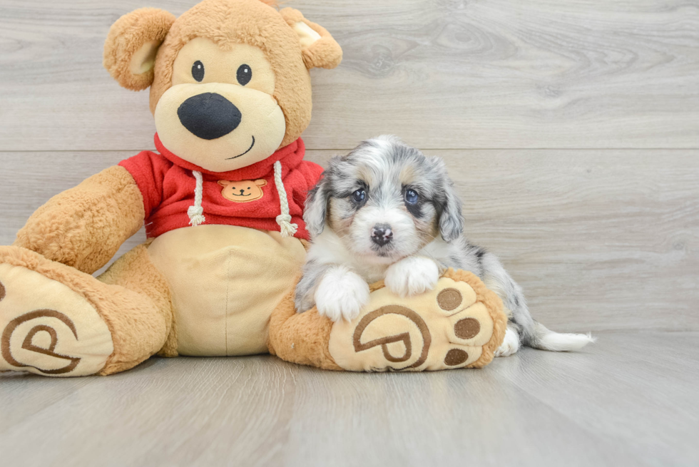 Popular Mini Aussiedoodle Poodle Mix Pup