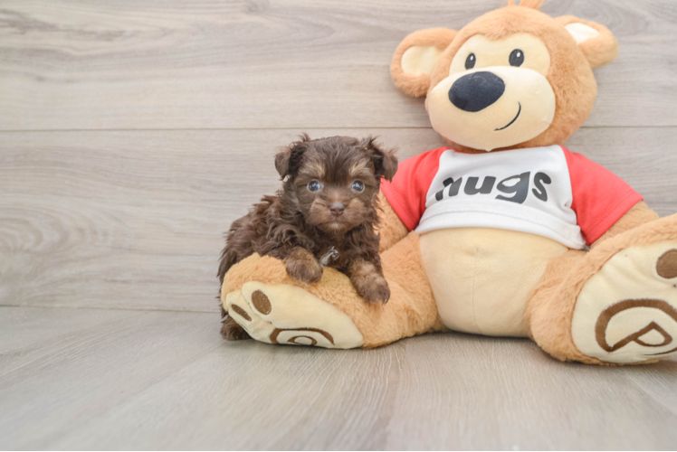 Mini Aussiedoodle Pup Being Cute