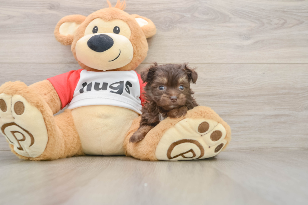 Mini Aussiedoodle Puppy for Adoption