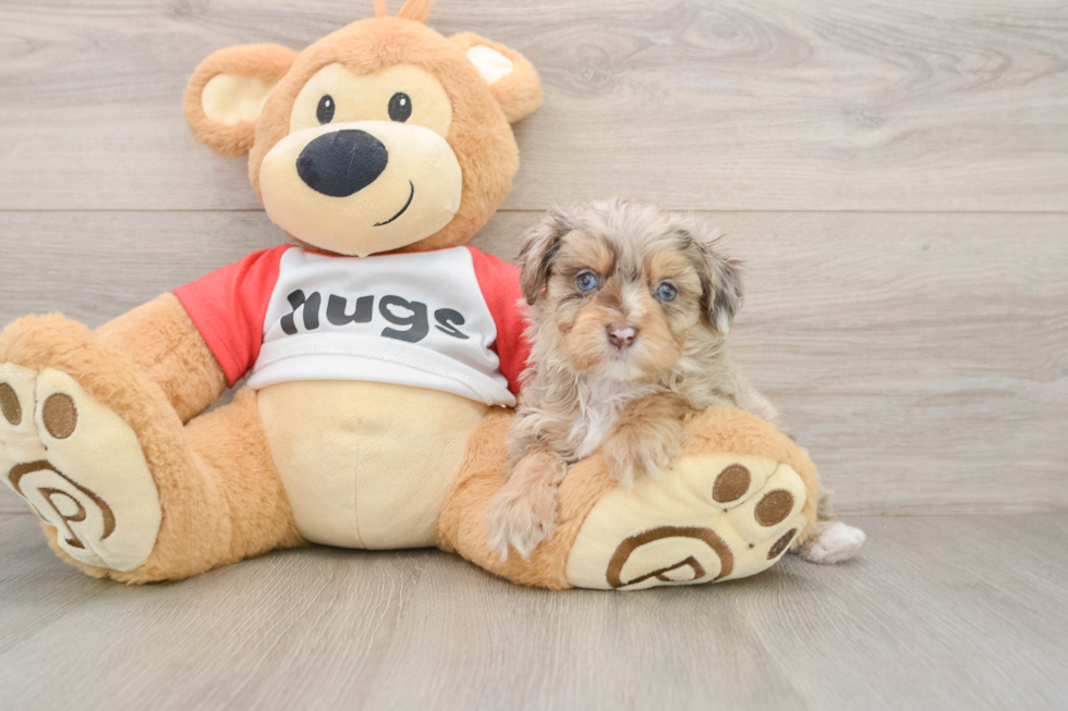 Smart Mini Aussiedoodle Poodle Mix Pup
