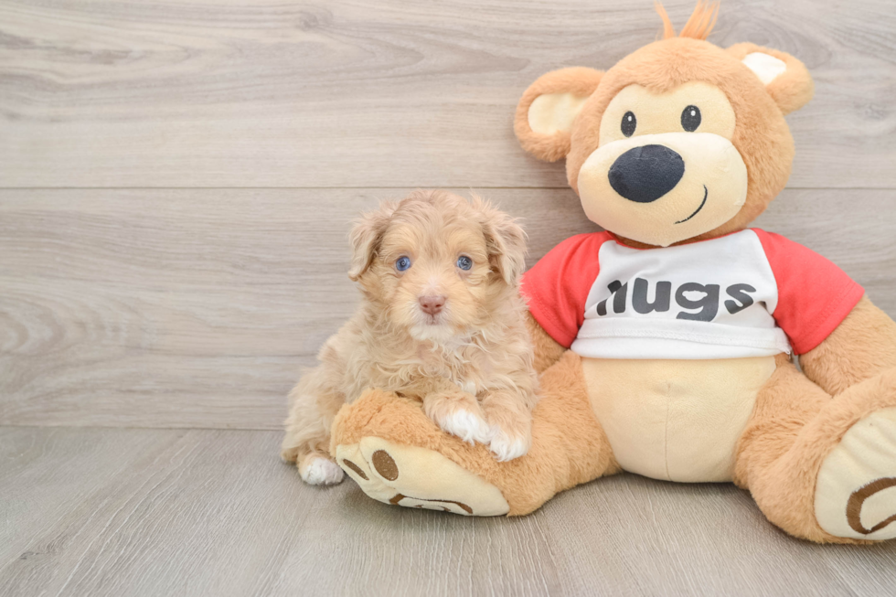 Sweet Mini Aussiedoodle Baby