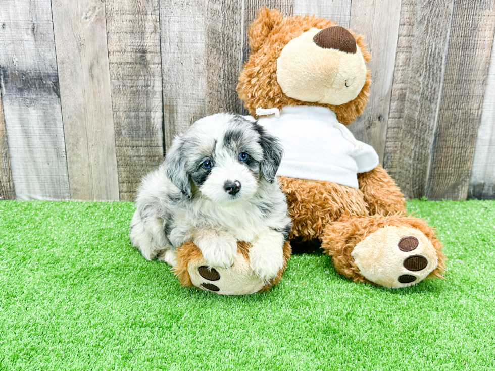 Hypoallergenic Aussiepoo Poodle Mix Puppy