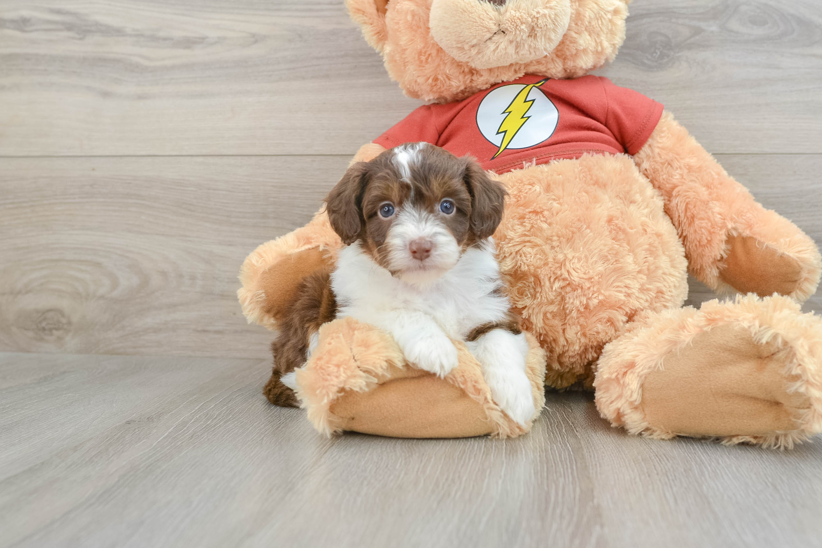 Mini Aussiedoodle Puppy for Adoption