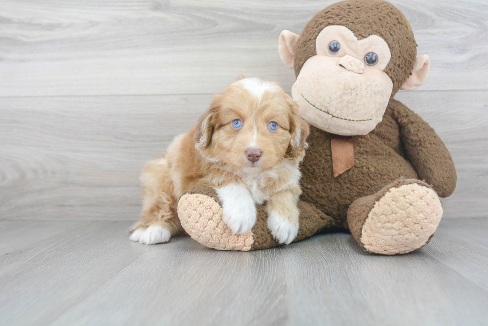 Fluffy Mini Aussiedoodle Poodle Mix Pup
