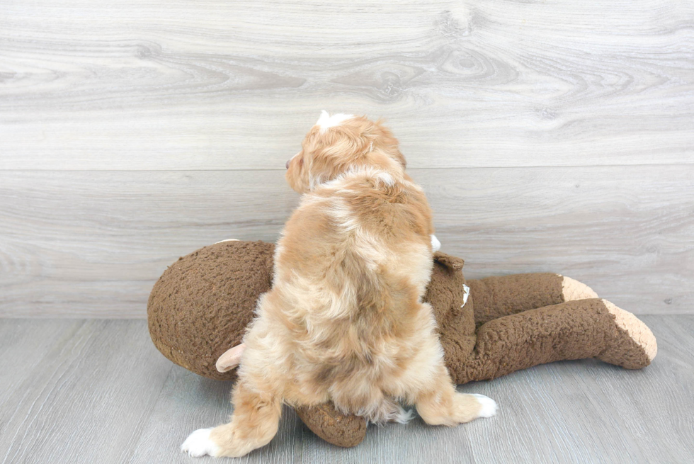 Mini Aussiedoodle Puppy for Adoption