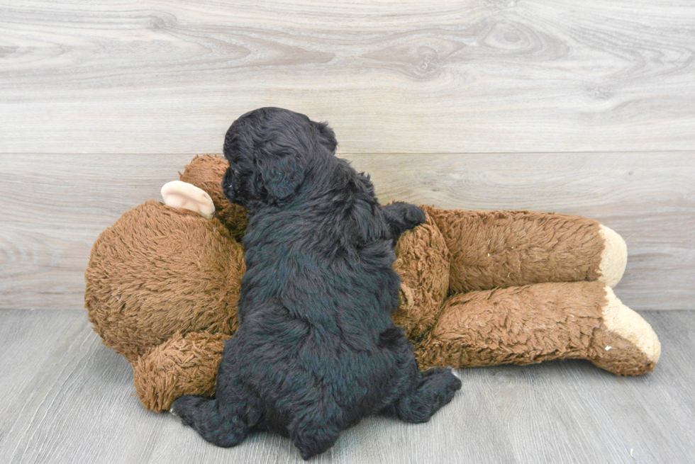 Smart Mini Aussiedoodle Poodle Mix Pup