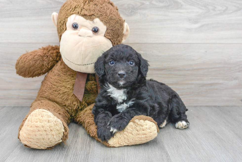 Best Mini Aussiedoodle Baby