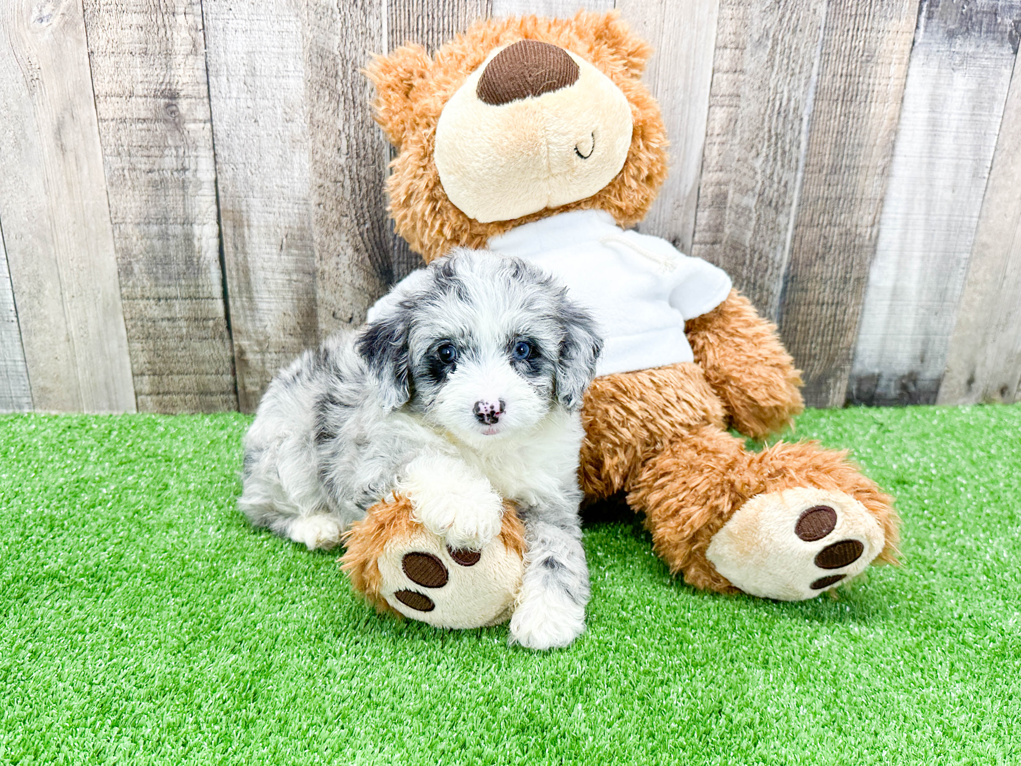 Mini Aussiedoodle Pup Being Cute