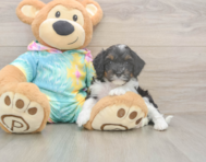 9 week old Mini Aussiedoodle Puppy For Sale - Premier Pups