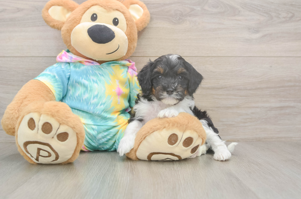 9 week old Mini Aussiedoodle Puppy For Sale - Premier Pups