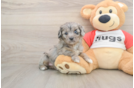 Small Mini Aussiedoodle Baby