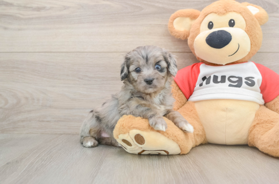 Small Mini Aussiedoodle Baby
