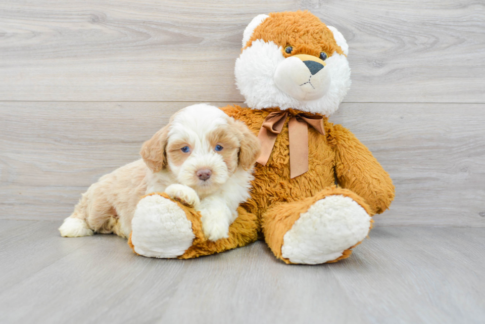 Little Aussiepoo Poodle Mix Puppy