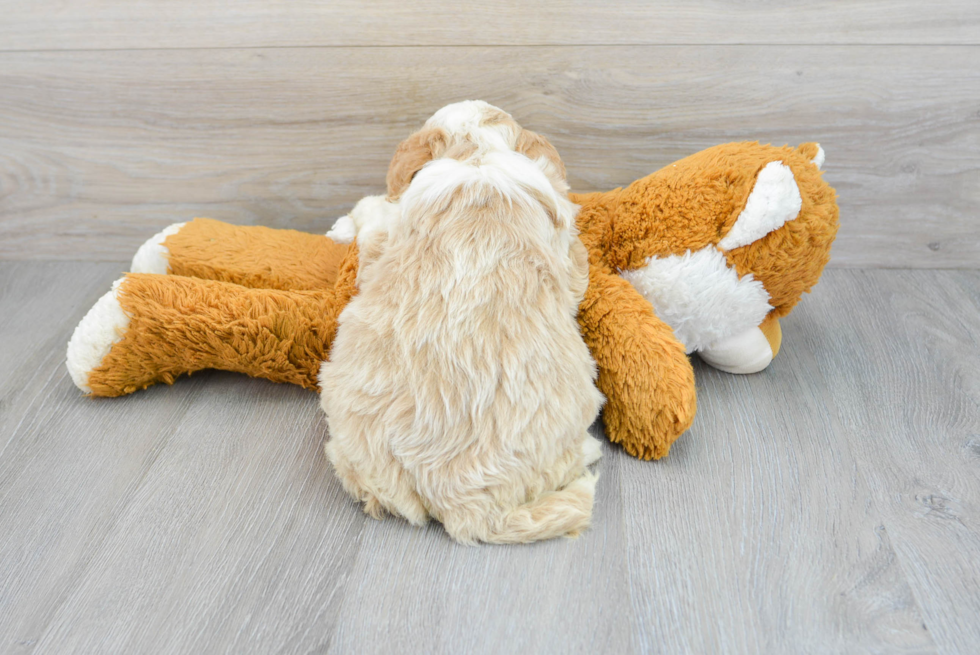 Best Mini Aussiedoodle Baby