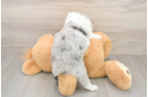 Playful Mini Aussiepoodle Poodle Mix Puppy