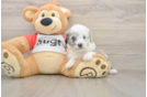 Mini Aussiedoodle Puppy for Adoption